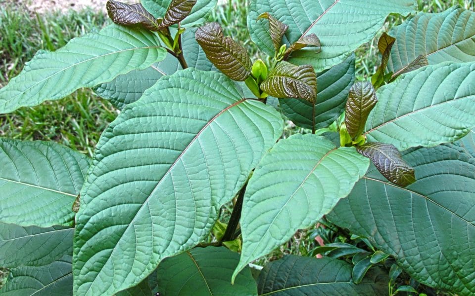 Kratom závislost